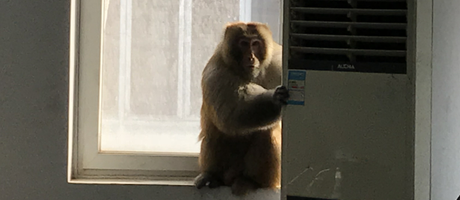 辦公室裝修魅力大，獼猴君亂入來“串門”！