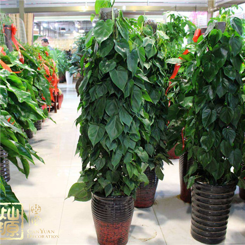 南寧辦公室裝修-綠色植物 南寧辦公室裝修-綠色植物