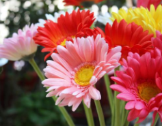 南寧辦公樓裝修得再美，你也可能需要這些花兒除味喲